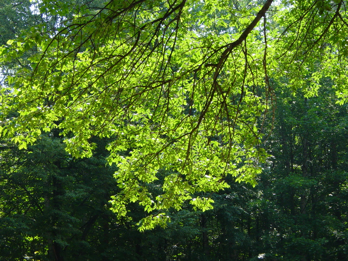 Roll 22 - 11