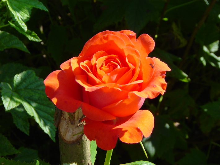 DSC02086