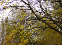 DSC01031 copy