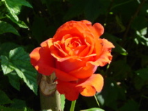 DSC02086